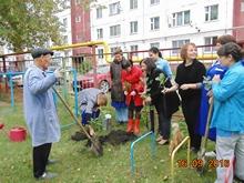 посадка дубов